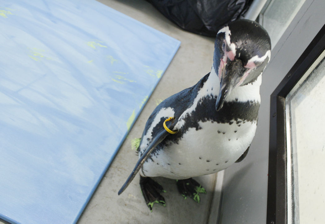 Penguin